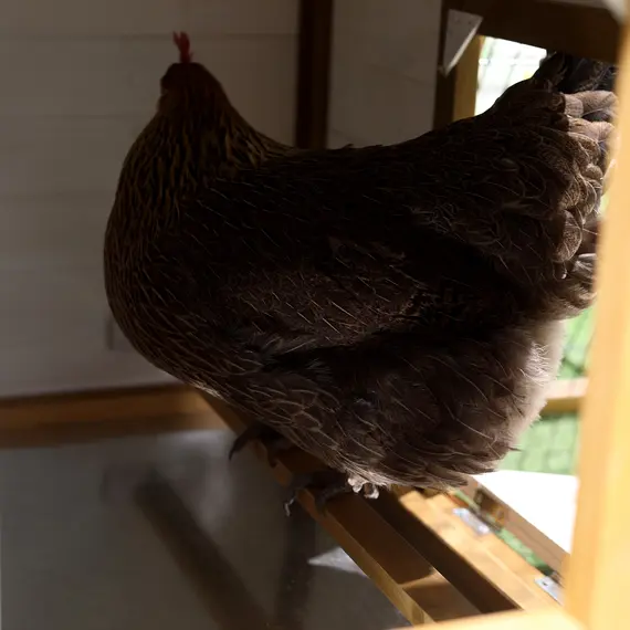Buy PawHut Chicken Coop, Hen House, Wooden Poultry Cage with Outdoor Run, Nesting Box, Removable Tray, Window and Lockable Door, 197 x 93 x 110cm, 8 image