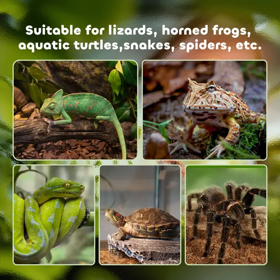 Buy Glass Reptile Terrarium Insect Breeding Tank Vivarium Habitats with Thermometer for Lizards, Horned Frogs, Snakes, Spiders - Large 50 x 30 x 35cm, 7 image