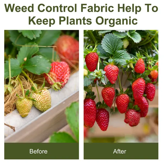 Buy 2m x 50m Weed Control Membrane, Heavy Duty Weed Control Barrier Fabric, 90gsm Ground Cover for Patios, Garden, Flower beds, Landscaping, 7 image