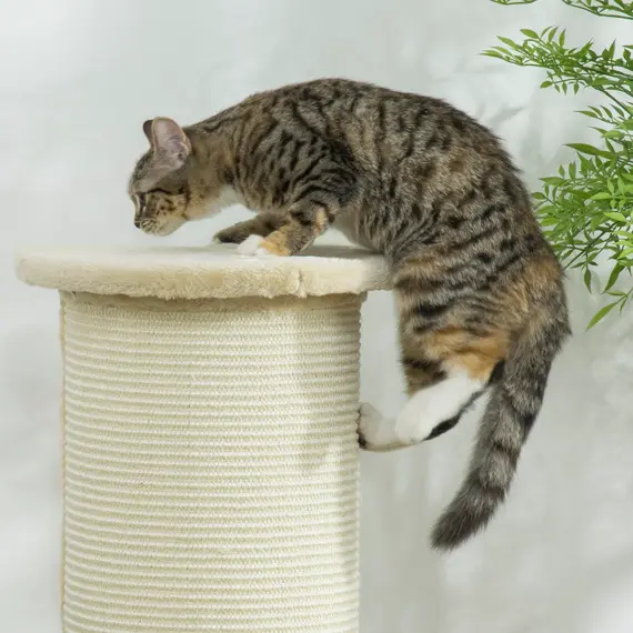 Buy 85cm Tall Cat Scratching Post, with Sisal Rope, Soft Plush, Anti Tip - Beige, 8 image