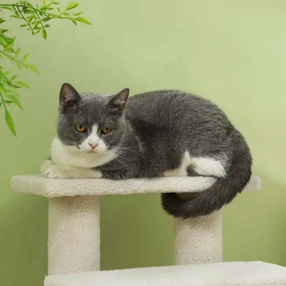 Buy Dog Steps for Bed 4 Step Pet Stairs for Sofa Dog Cat Climb Ladder 63x43x60 cm Cream, 9 image