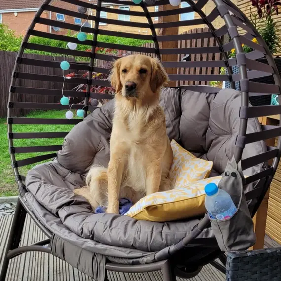 Buy Egg Chair with Cushion & Side Pocket - Brown, 9 image