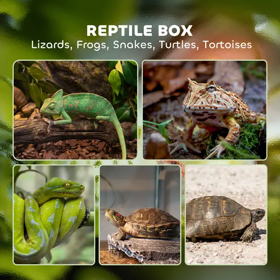 Buy 40L Vivarium for Lizards, Frogs, Snakes, Turtles, Tortoises w/ Anti-Escape Design, Ventilation, 4 image
