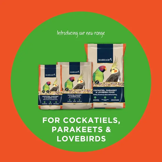 Buy Marriages - Parakeet and Cockatiel Food, Wholesome Bird Seed Mix (3kg) | Lovebird Food with Oats, Nyjer Seed, and Millet, Packed with Fibre and Protein, 4 image